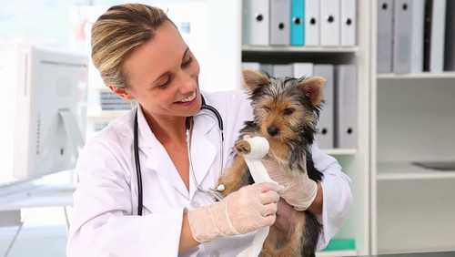 PET BARBER SERVICE